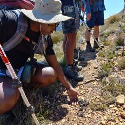 Inspecting genet scat on the trail